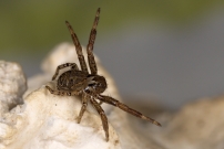 *(85560) Une araigne crabe. Une immature (Araneae - Thomisidae - Xysticus sp.)